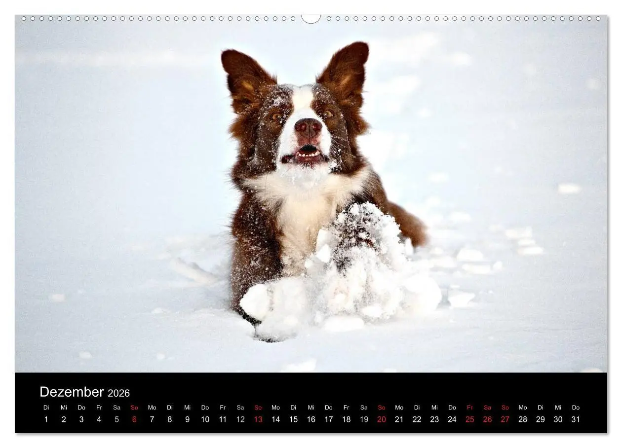 Bild: 9783516172188 | Border Collies (hochwertiger Premium Wandkalender 2026 DIN A2...