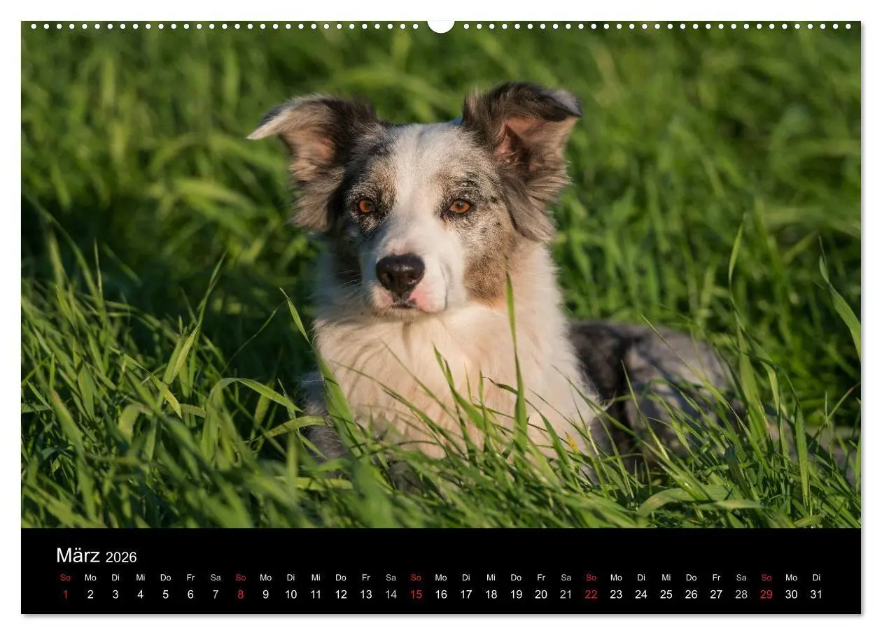 Bild: 9783516172188 | Border Collies (hochwertiger Premium Wandkalender 2026 DIN A2...