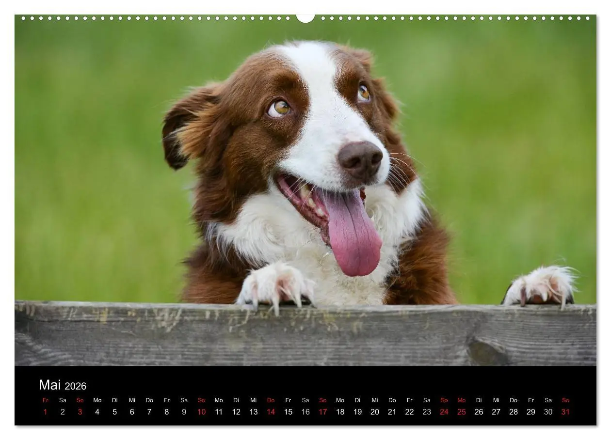 Bild: 9783516172188 | Border Collies (hochwertiger Premium Wandkalender 2026 DIN A2...
