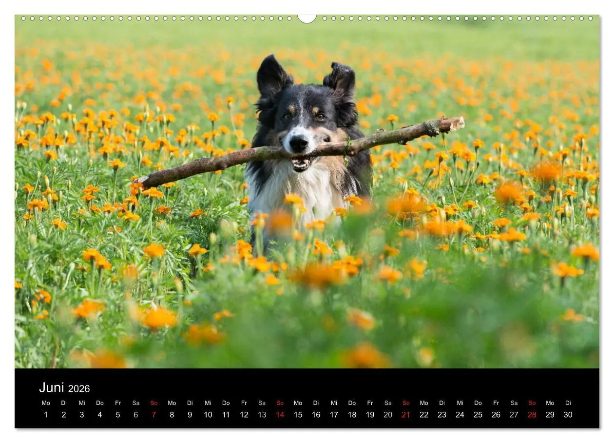 Bild: 9783516172188 | Border Collies (hochwertiger Premium Wandkalender 2026 DIN A2...
