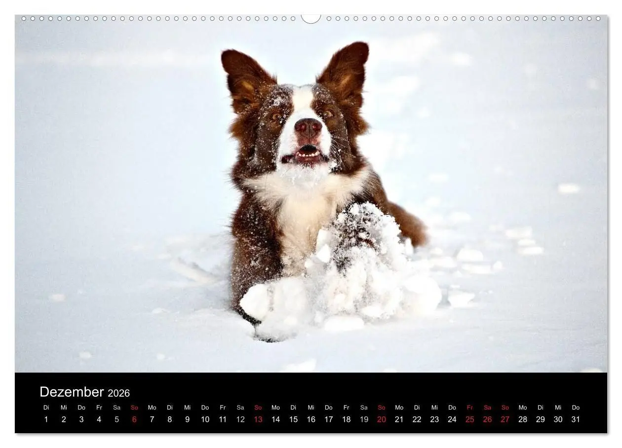Bild: 9783516172188 | Border Collies (hochwertiger Premium Wandkalender 2026 DIN A2...