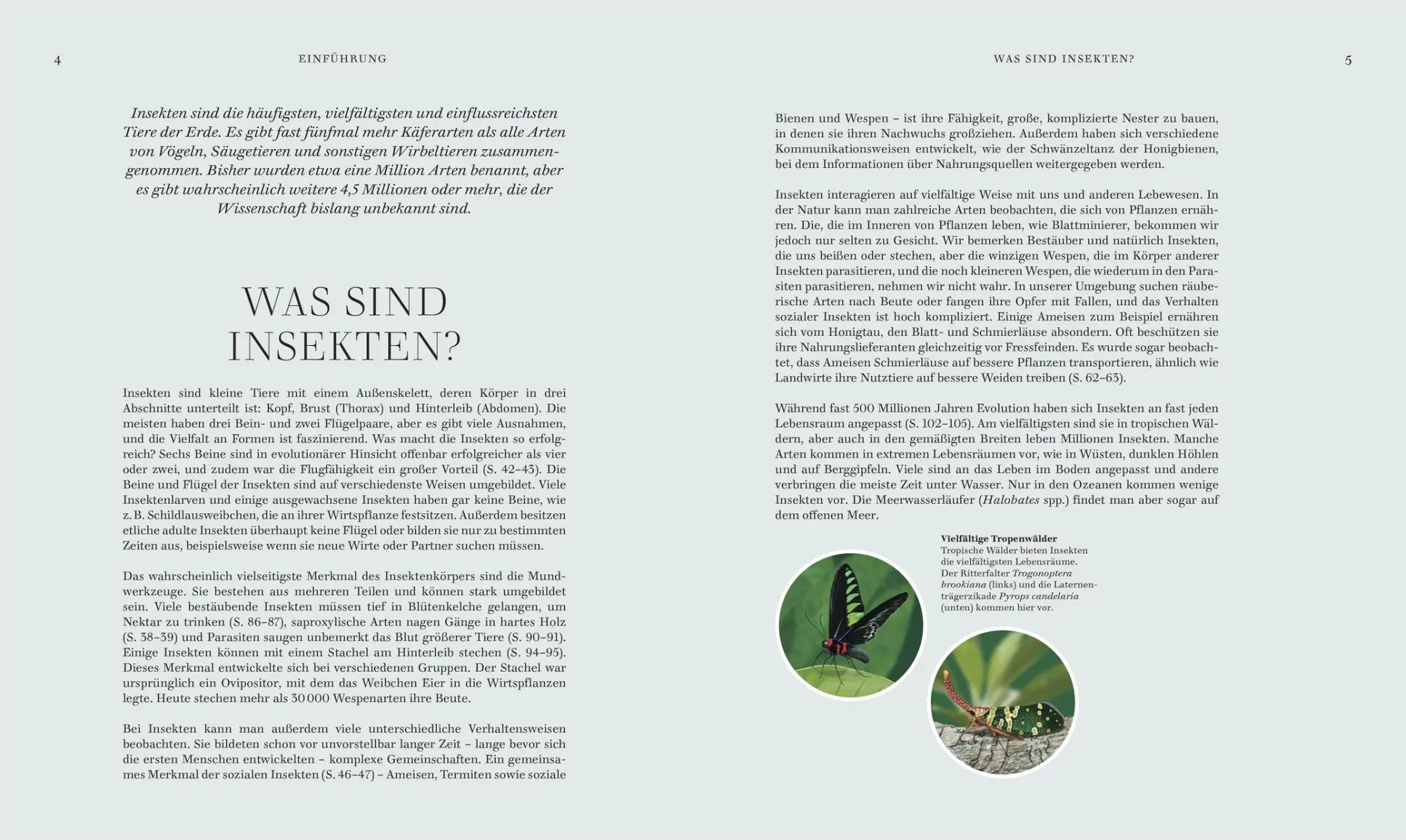 Bild: 9783831052288 | Insekten | DK Verlag | Buch | Faszination Natur | 256 S. | Deutsch