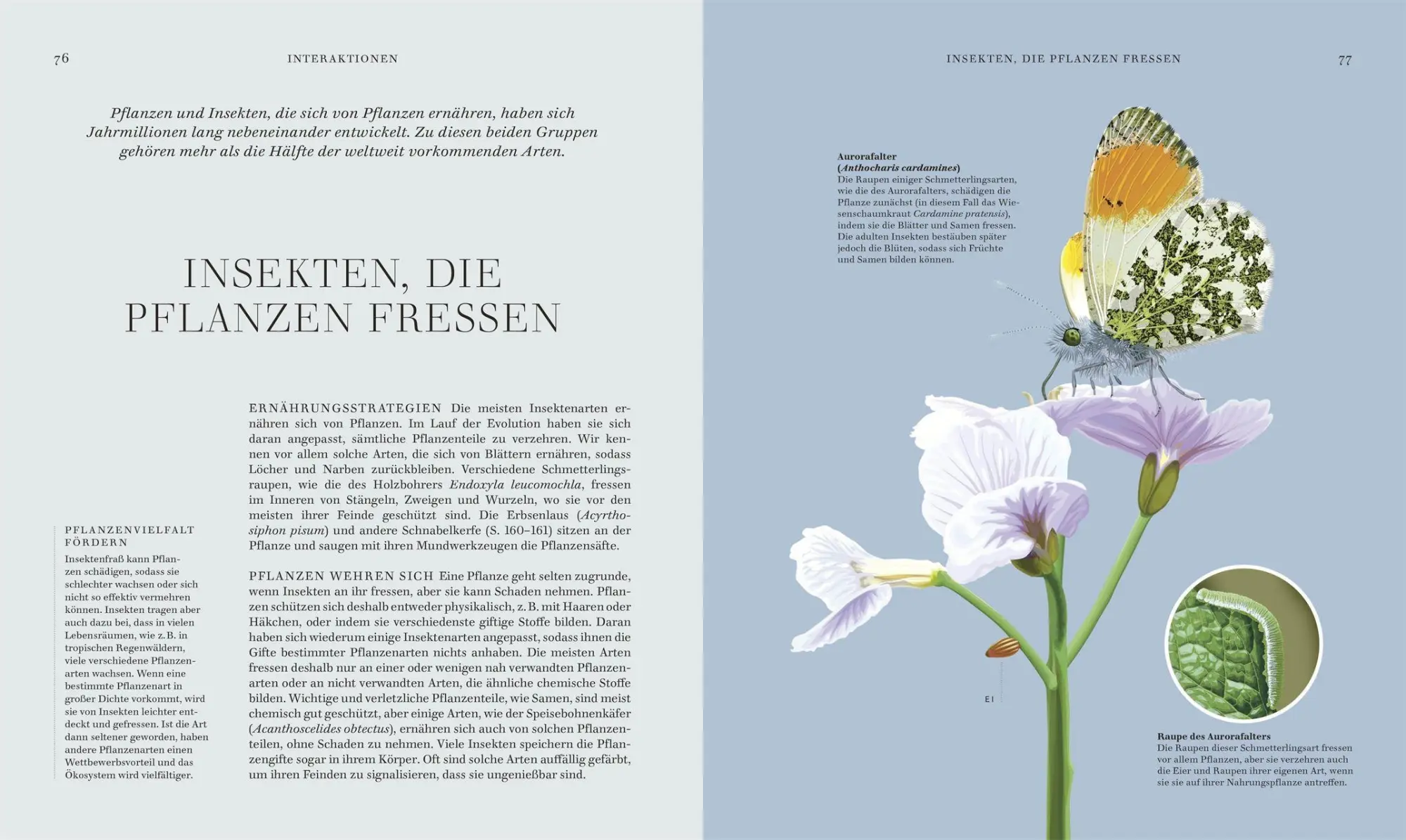 Bild: 9783831052288 | Insekten | DK Verlag | Buch | Faszination Natur | 256 S. | Deutsch