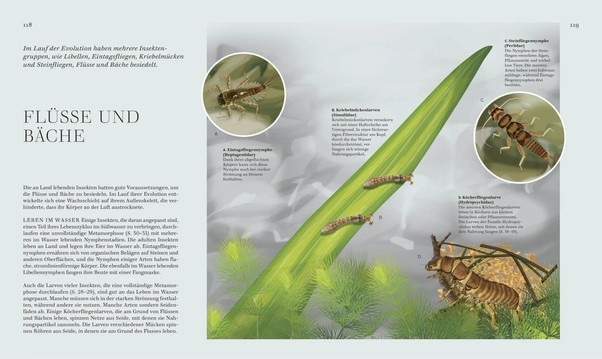 Bild: 9783831052288 | Insekten | DK Verlag | Buch | Faszination Natur | 256 S. | Deutsch