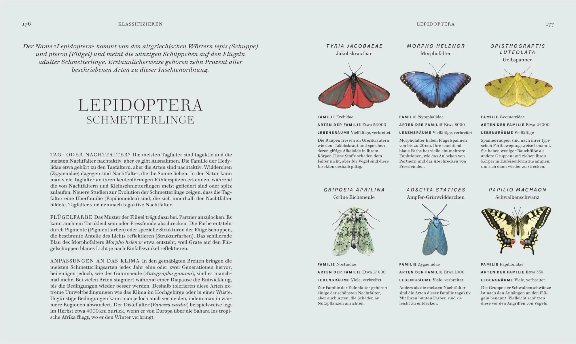 Bild: 9783831052288 | Insekten | DK Verlag | Buch | Faszination Natur | 256 S. | Deutsch