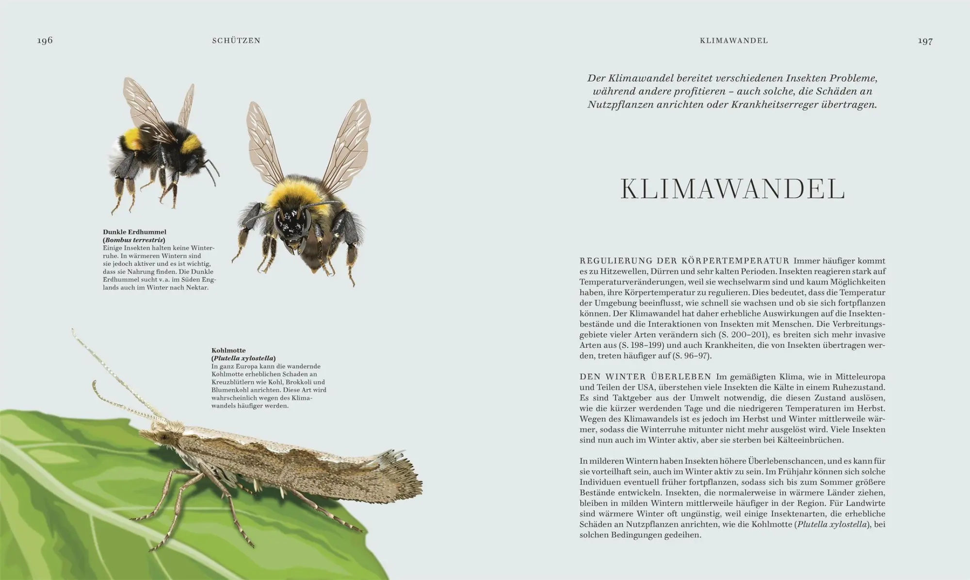 Bild: 9783831052288 | Insekten | DK Verlag | Buch | Faszination Natur | 256 S. | Deutsch