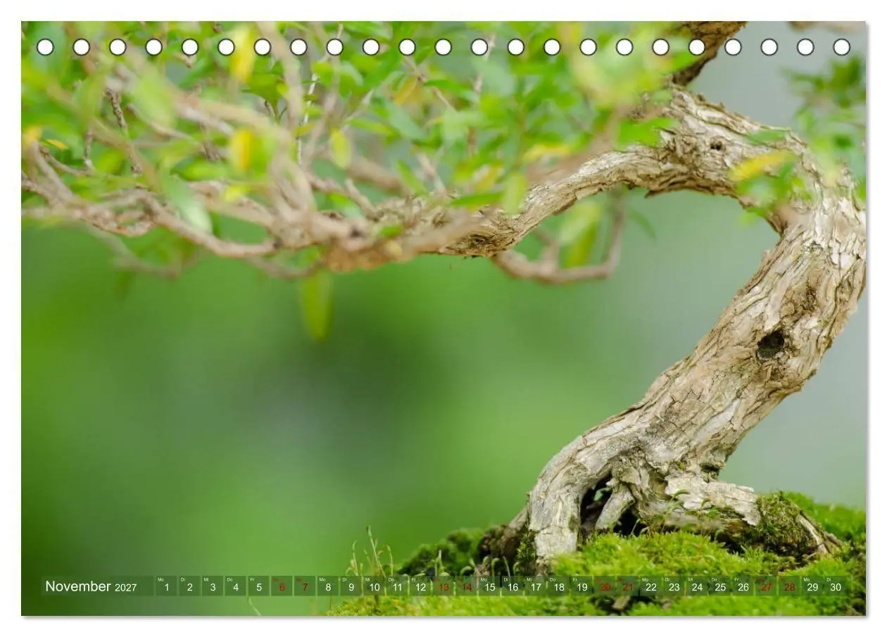 Bild: 9783569782488 | Bonsai ganz nah (Tischkalender 2027 DIN A5 quer), CALVENDO...