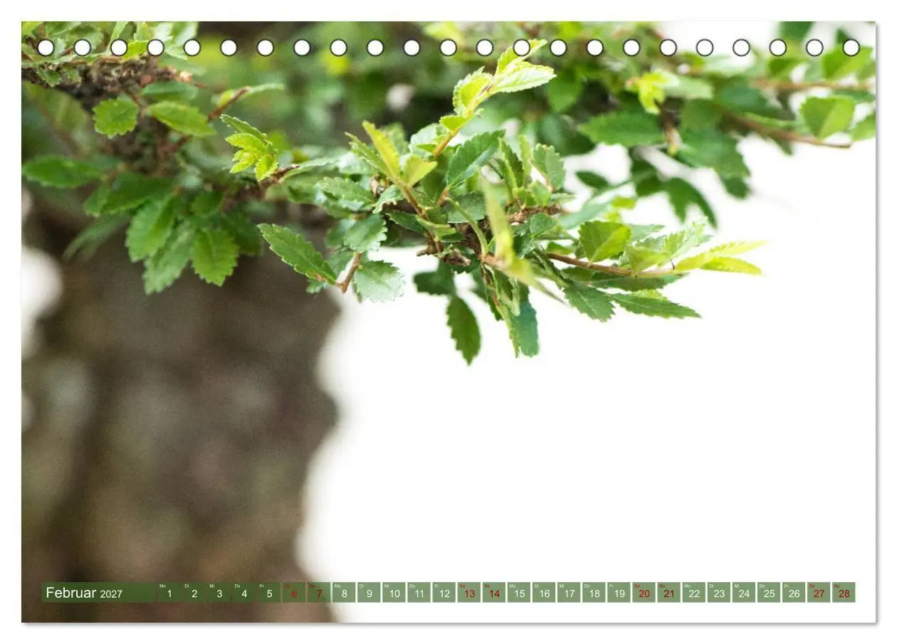 Bild: 9783569782488 | Bonsai ganz nah (Tischkalender 2027 DIN A5 quer), CALVENDO...