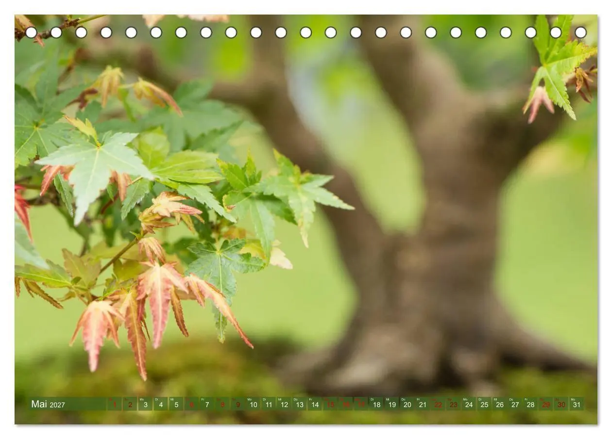 Bild: 9783569782488 | Bonsai ganz nah (Tischkalender 2027 DIN A5 quer), CALVENDO...