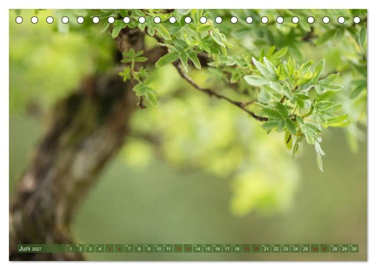 Bild: 9783569782488 | Bonsai ganz nah (Tischkalender 2027 DIN A5 quer), CALVENDO...