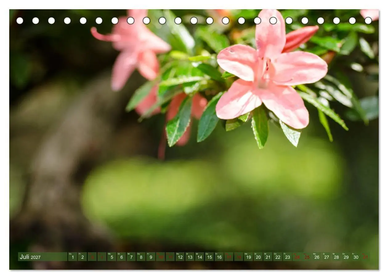 Bild: 9783569782488 | Bonsai ganz nah (Tischkalender 2027 DIN A5 quer), CALVENDO...