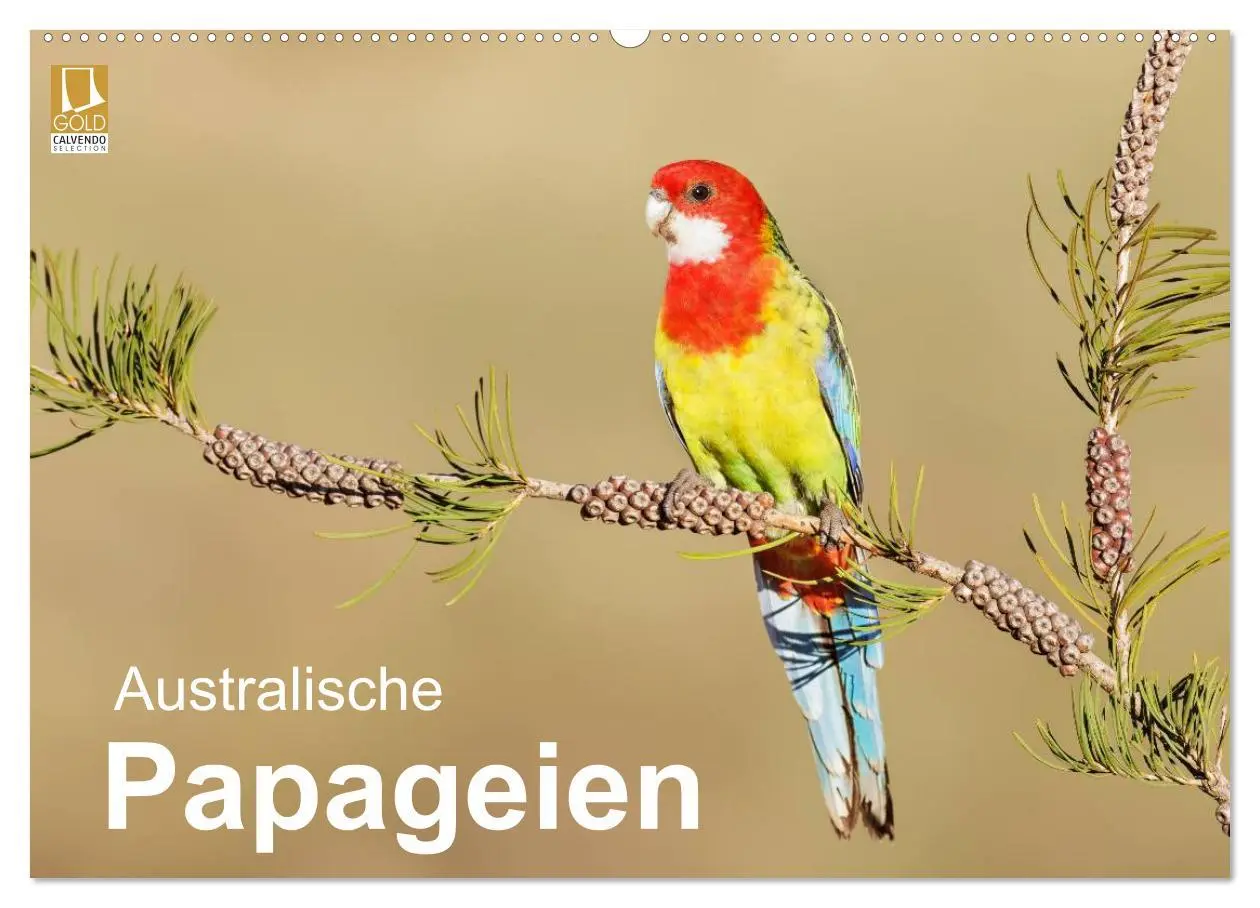 Cover: 9783516062588 | Australische Papageien (Wandkalender 2026 DIN A2 quer), CALVENDO...