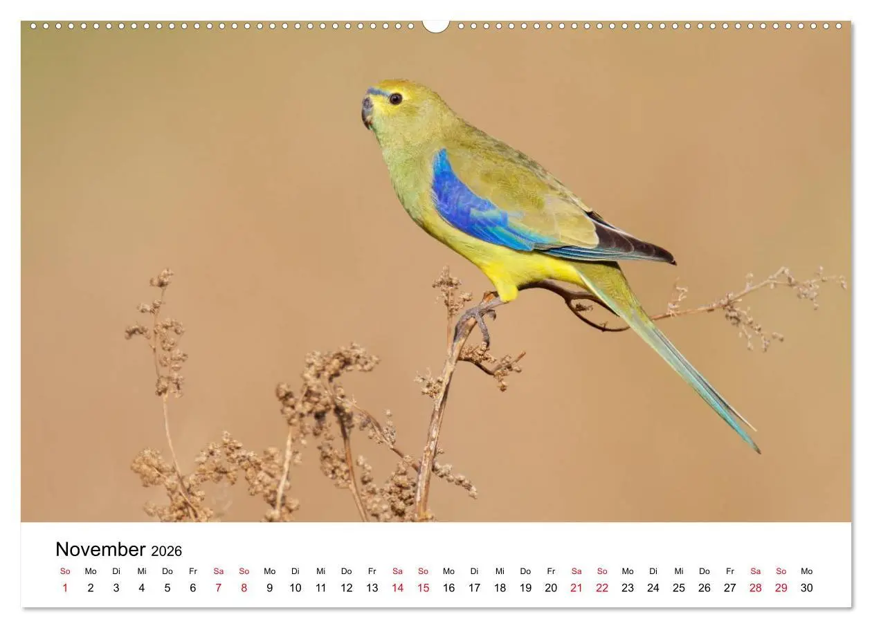 Bild: 9783516062588 | Australische Papageien (Wandkalender 2026 DIN A2 quer), CALVENDO...