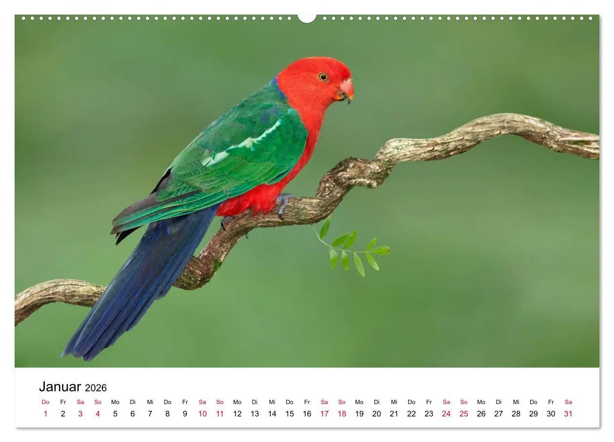 Bild: 9783516062588 | Australische Papageien (Wandkalender 2026 DIN A2 quer), CALVENDO...