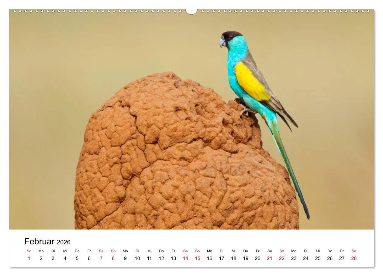 Bild: 9783516062588 | Australische Papageien (Wandkalender 2026 DIN A2 quer), CALVENDO...