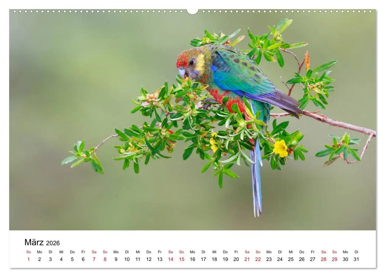 Bild: 9783516062588 | Australische Papageien (Wandkalender 2026 DIN A2 quer), CALVENDO...