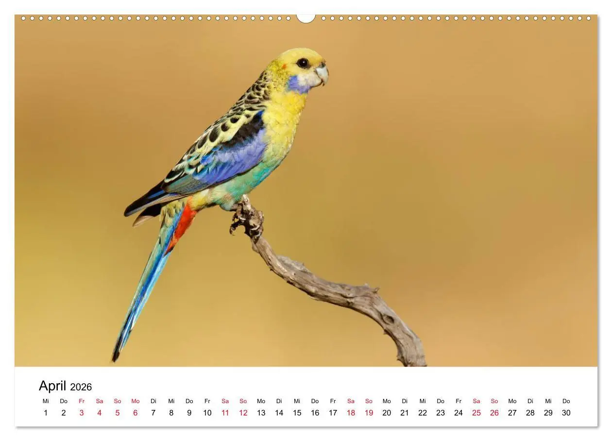 Bild: 9783516062588 | Australische Papageien (Wandkalender 2026 DIN A2 quer), CALVENDO...