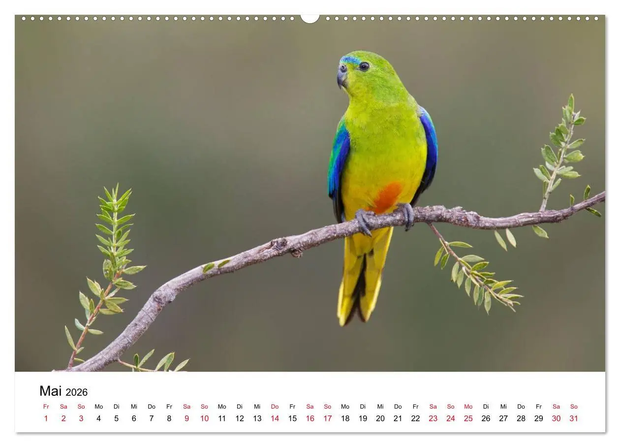 Bild: 9783516062588 | Australische Papageien (Wandkalender 2026 DIN A2 quer), CALVENDO...