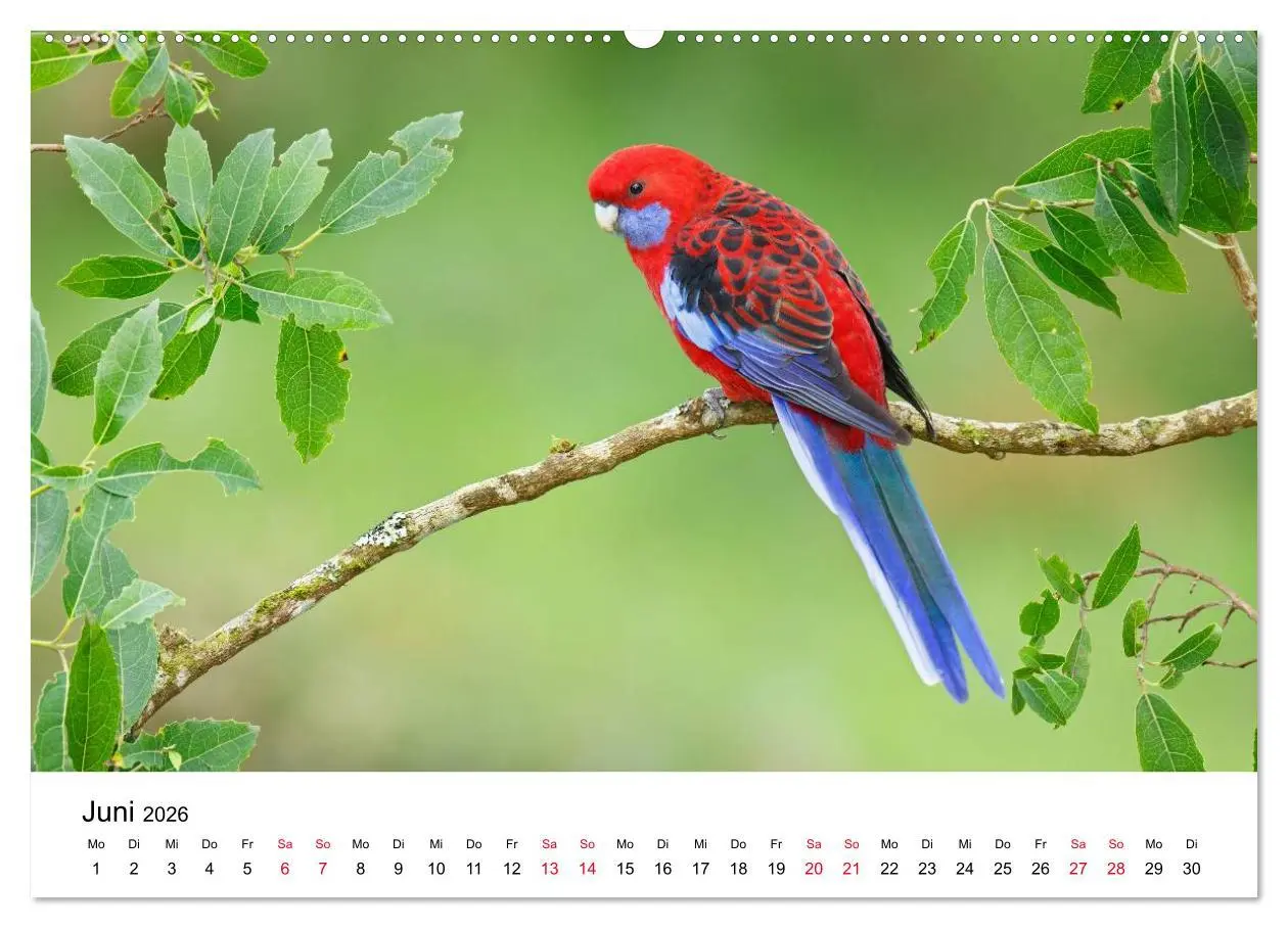 Bild: 9783516062588 | Australische Papageien (Wandkalender 2026 DIN A2 quer), CALVENDO...