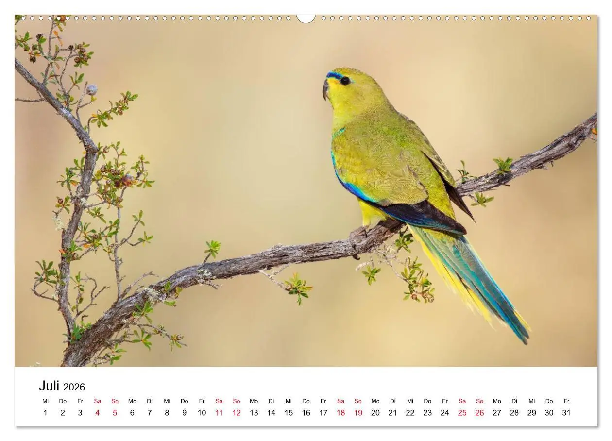 Bild: 9783516062588 | Australische Papageien (Wandkalender 2026 DIN A2 quer), CALVENDO...