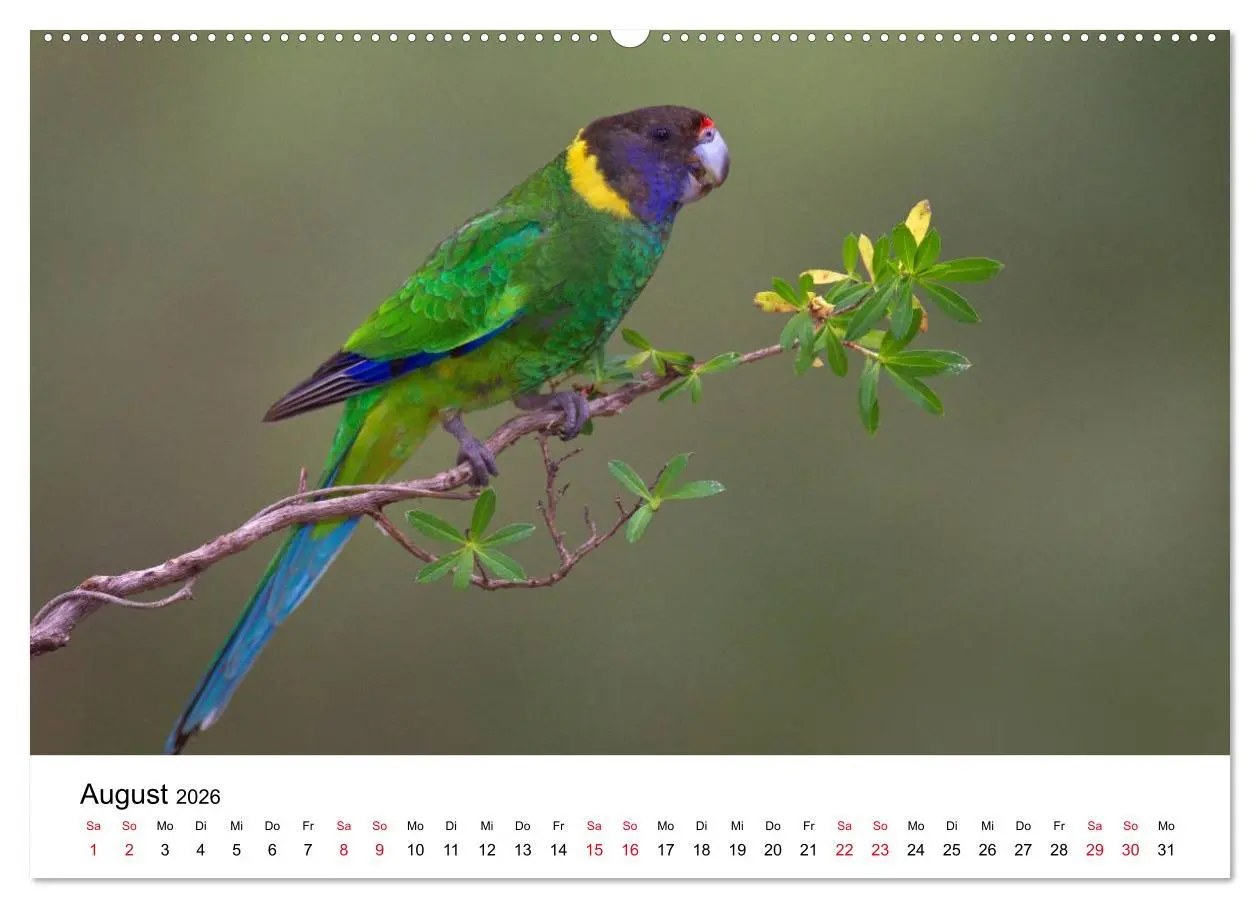 Bild: 9783516062588 | Australische Papageien (Wandkalender 2026 DIN A2 quer), CALVENDO...