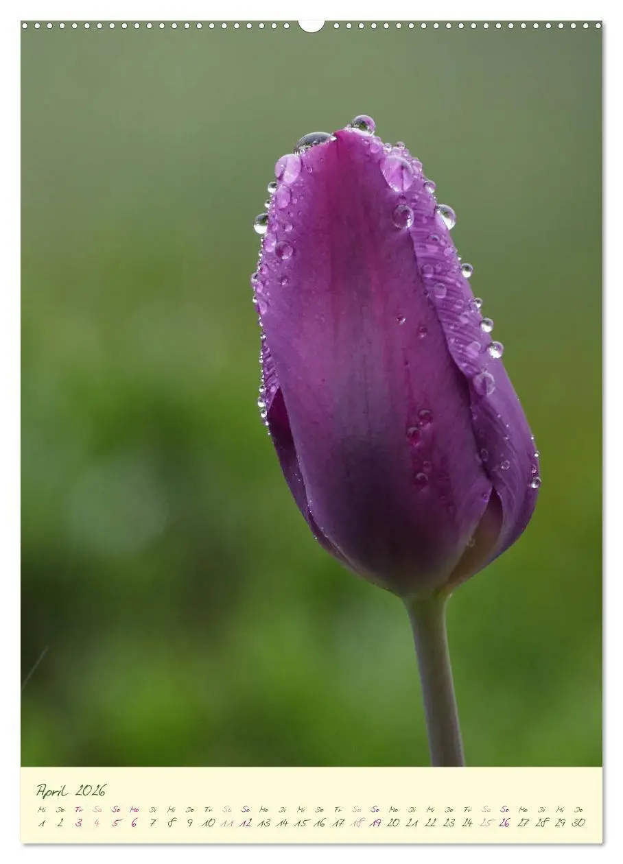 Bild: 9783516372588 | Blütenzauber im Garten (Wandkalender 2026 DIN A2 hoch), CALVENDO...