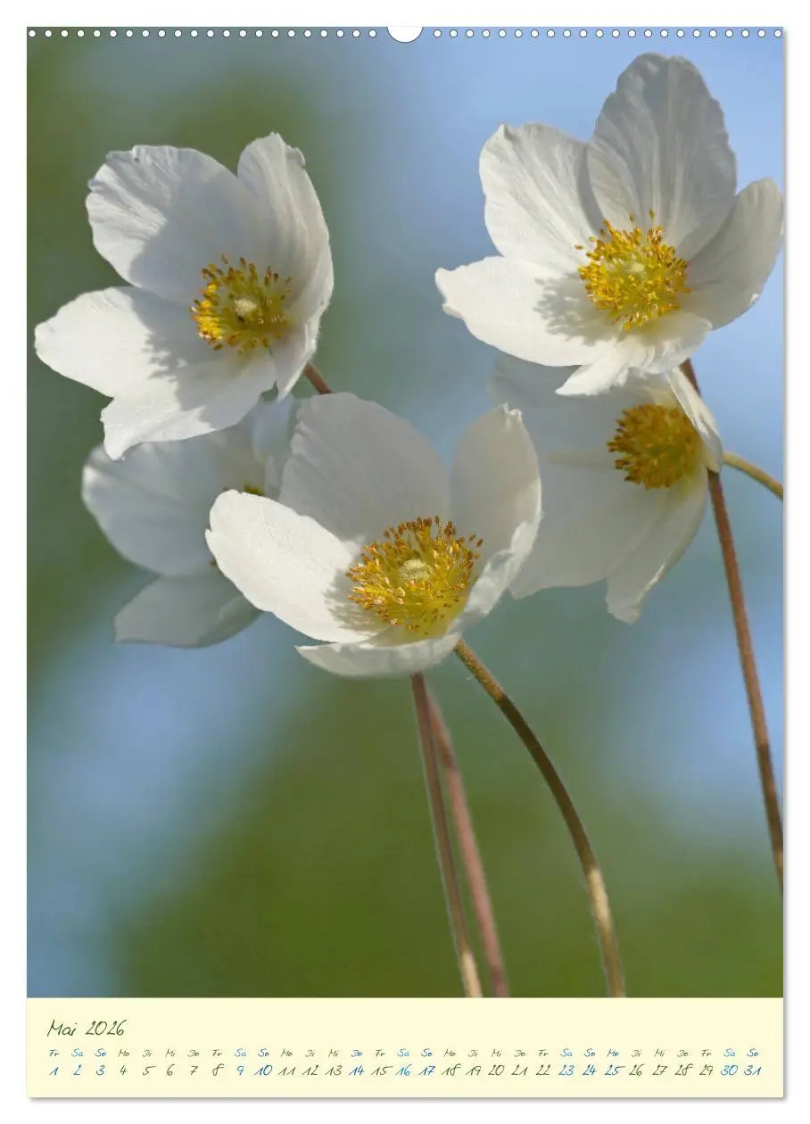 Bild: 9783516372588 | Blütenzauber im Garten (Wandkalender 2026 DIN A2 hoch), CALVENDO...