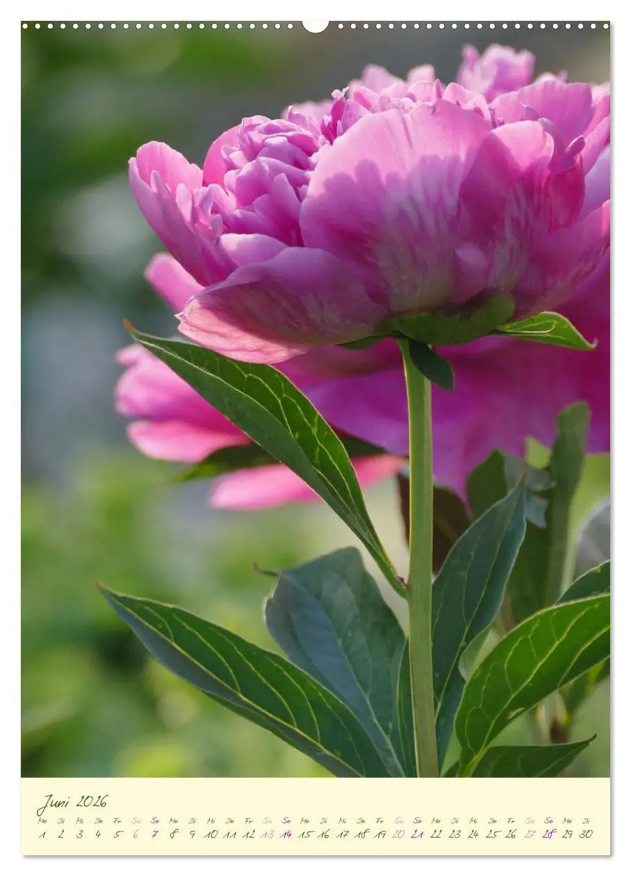 Bild: 9783516372588 | Blütenzauber im Garten (Wandkalender 2026 DIN A2 hoch), CALVENDO...