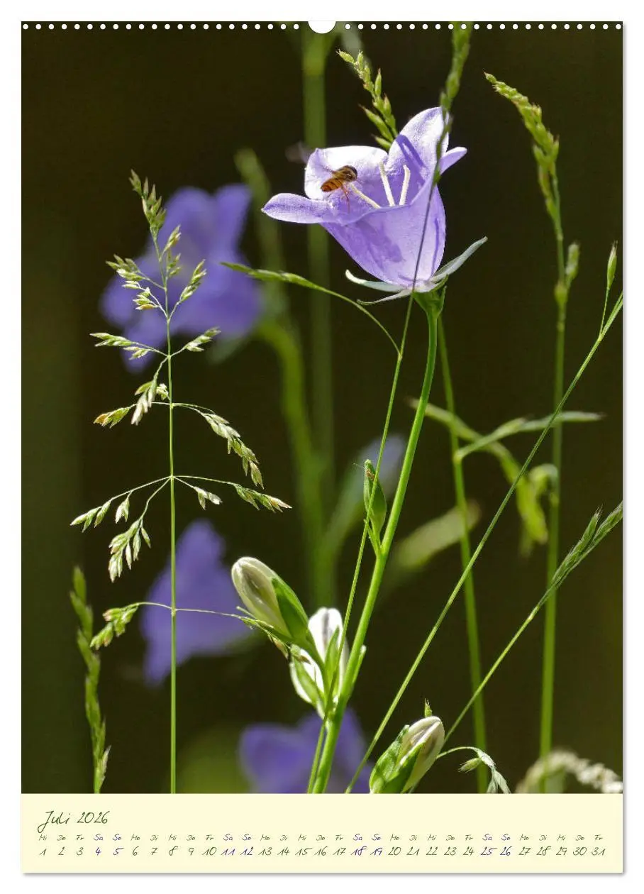 Bild: 9783516372588 | Blütenzauber im Garten (Wandkalender 2026 DIN A2 hoch), CALVENDO...