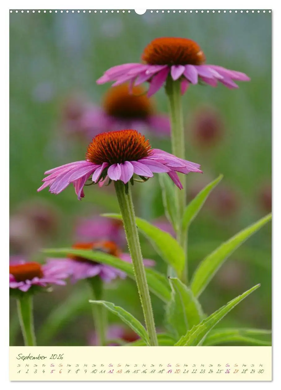 Bild: 9783516372588 | Blütenzauber im Garten (Wandkalender 2026 DIN A2 hoch), CALVENDO...