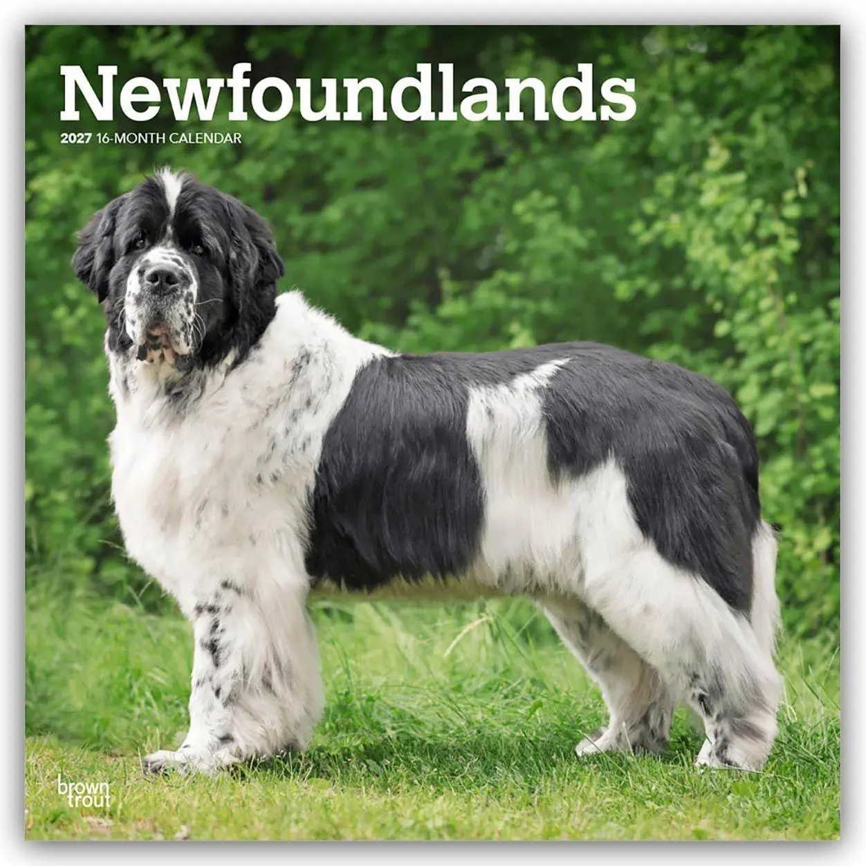 Cover: 9798330712588 | Newfoundlands - Neufundländer 2027 - 16-Monatskalender | Publishers