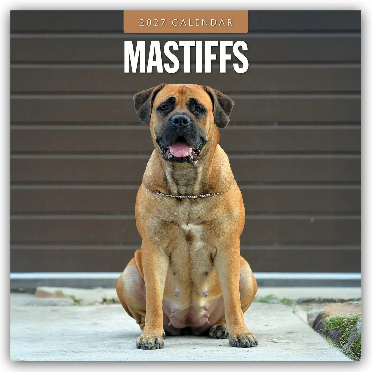Mastiffs - Mastiff 2027 - 16-Monatskalender