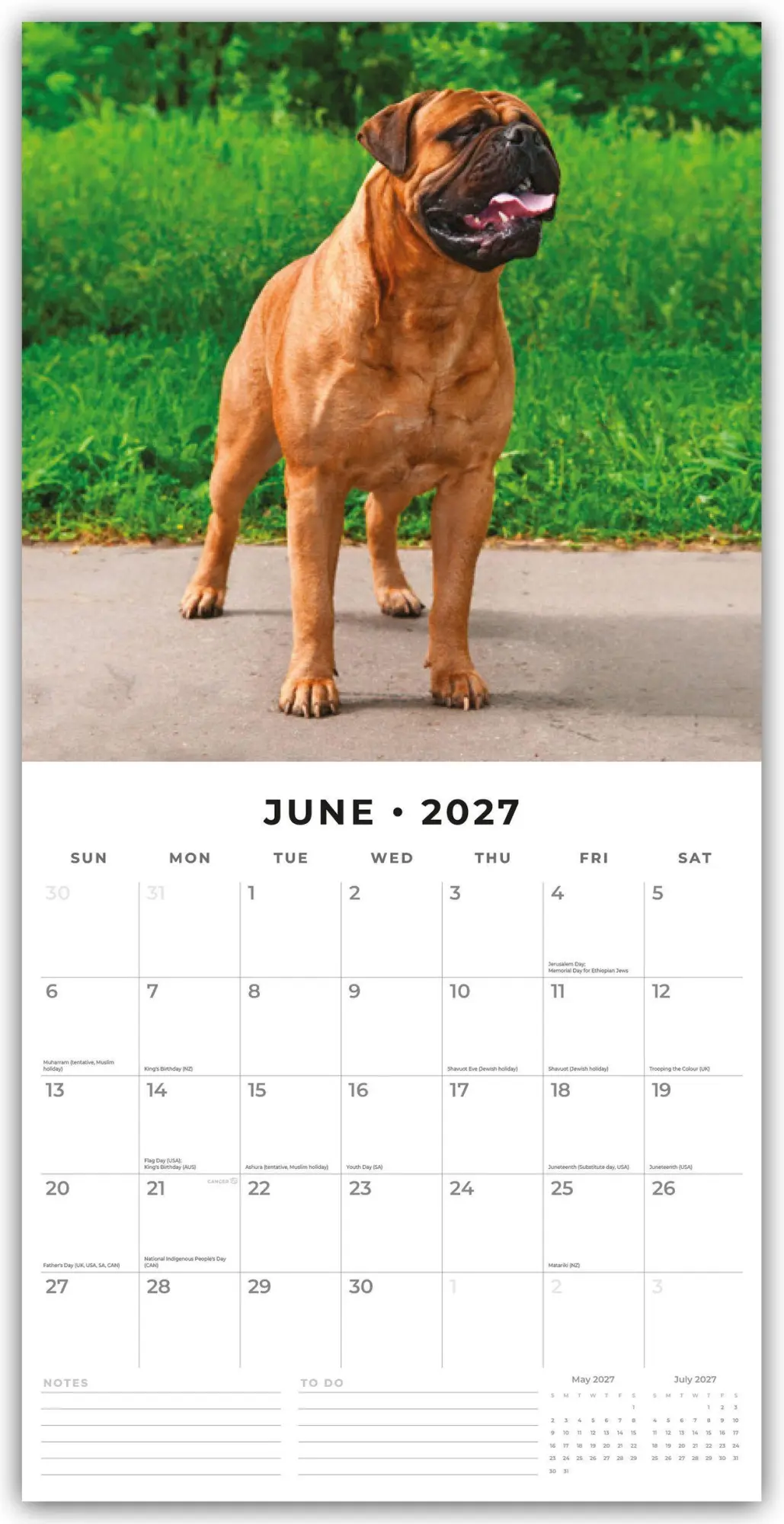 Bild: 9781837012688 | Mastiffs - Mastiff 2027 - 16-Monatskalender | Robin Red | Kalender