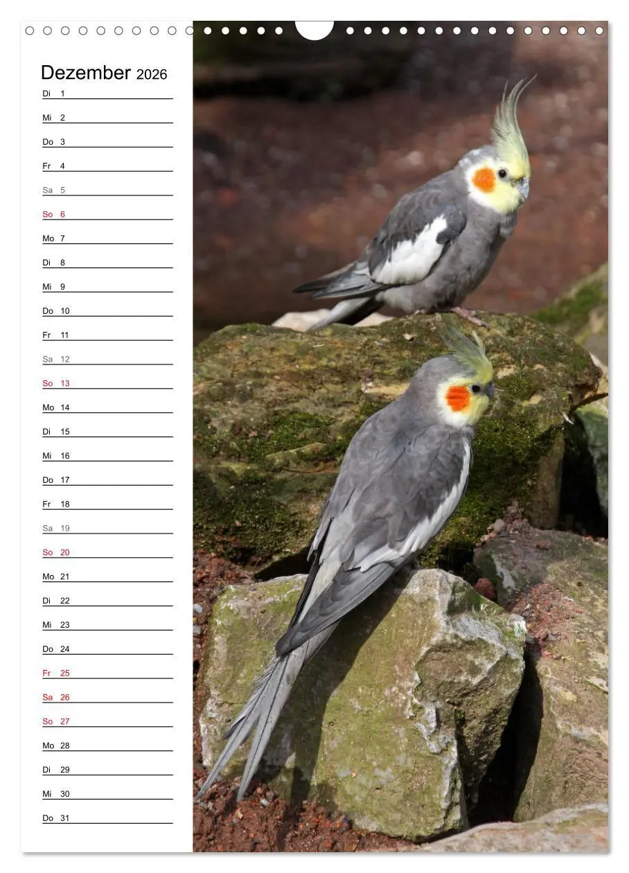 Bild: 9783516422788 | Der Nymphensittich-Terminplaner (Wandkalender 2026 DIN A3 hoch),...