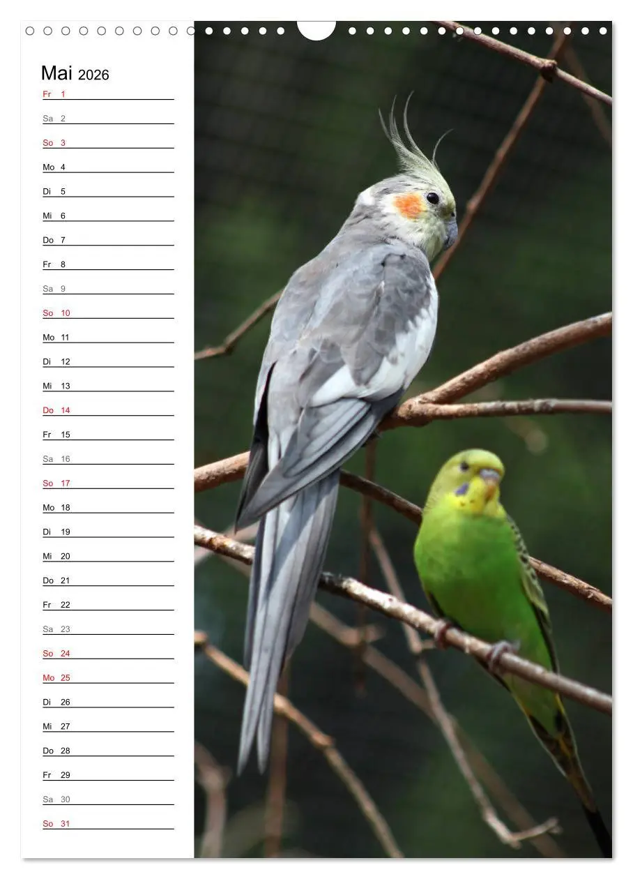 Bild: 9783516422788 | Der Nymphensittich-Terminplaner (Wandkalender 2026 DIN A3 hoch),...
