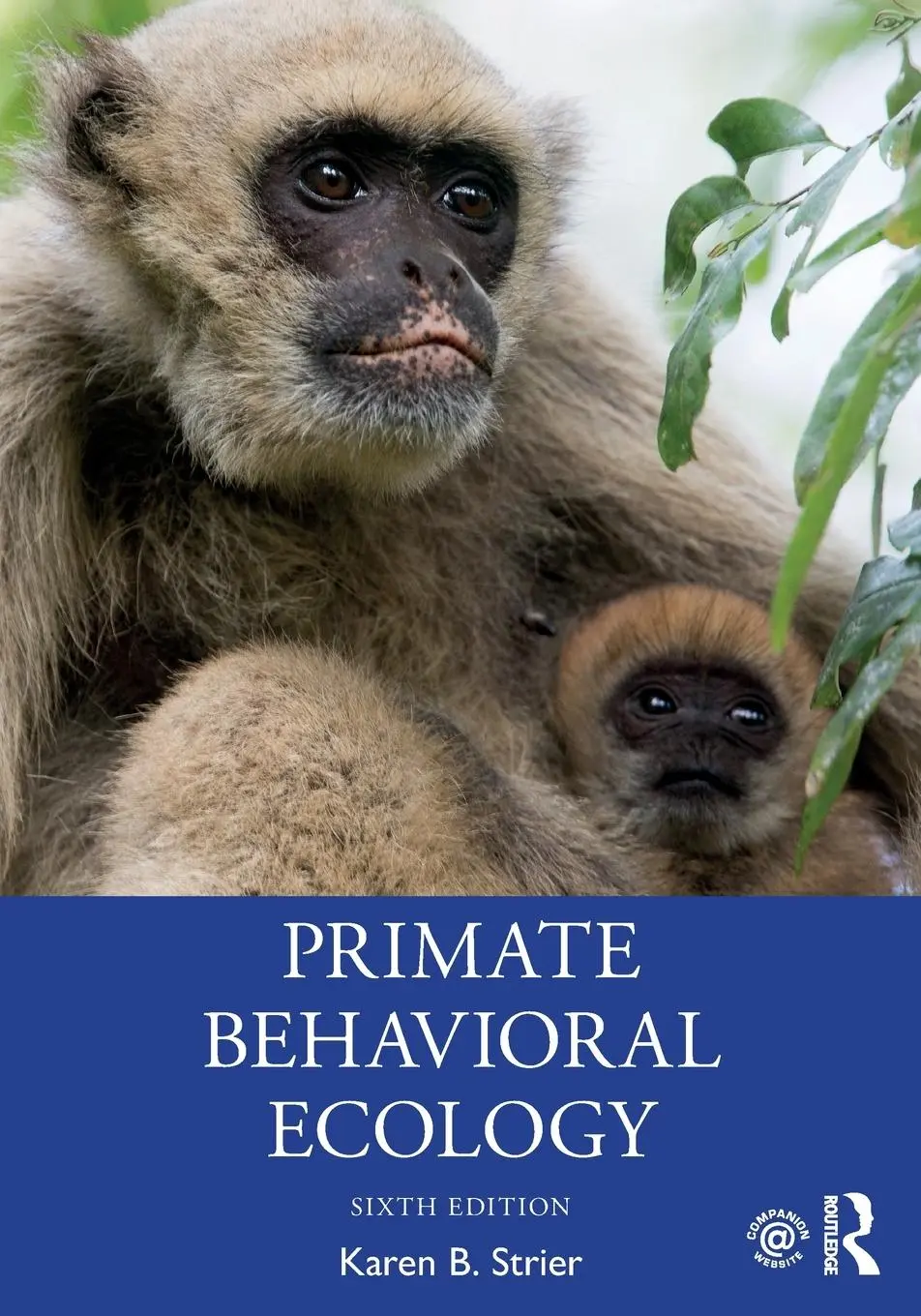 Cover: 9780367222888 | Primate Behavioral Ecology | Karen B. Strier | Taschenbuch | Englisch