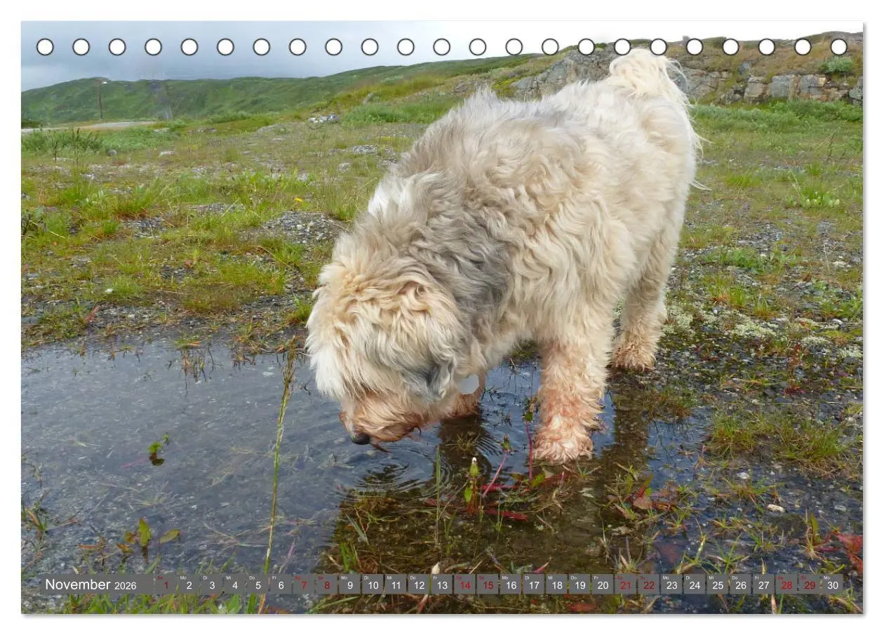 Bild: 9783457702888 | Tibet-Terrier - Eine Hunderasse mit Charakter (Tischkalender 2026...
