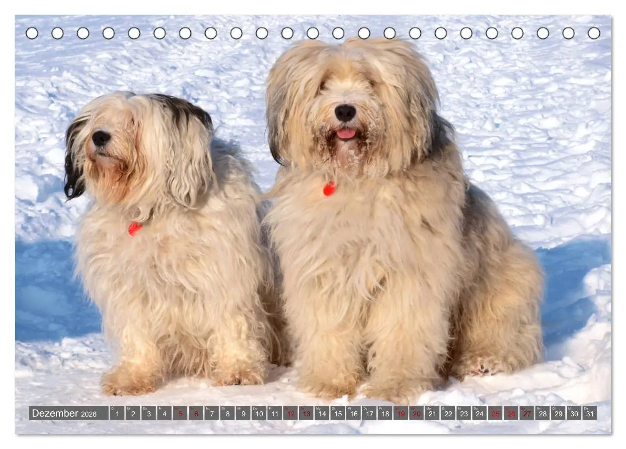 Bild: 9783457702888 | Tibet-Terrier - Eine Hunderasse mit Charakter (Tischkalender 2026...