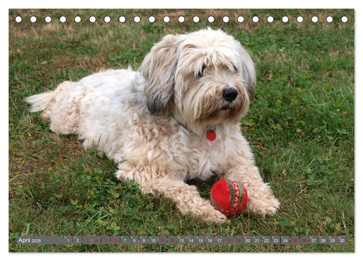 Bild: 9783457702888 | Tibet-Terrier - Eine Hunderasse mit Charakter (Tischkalender 2026...