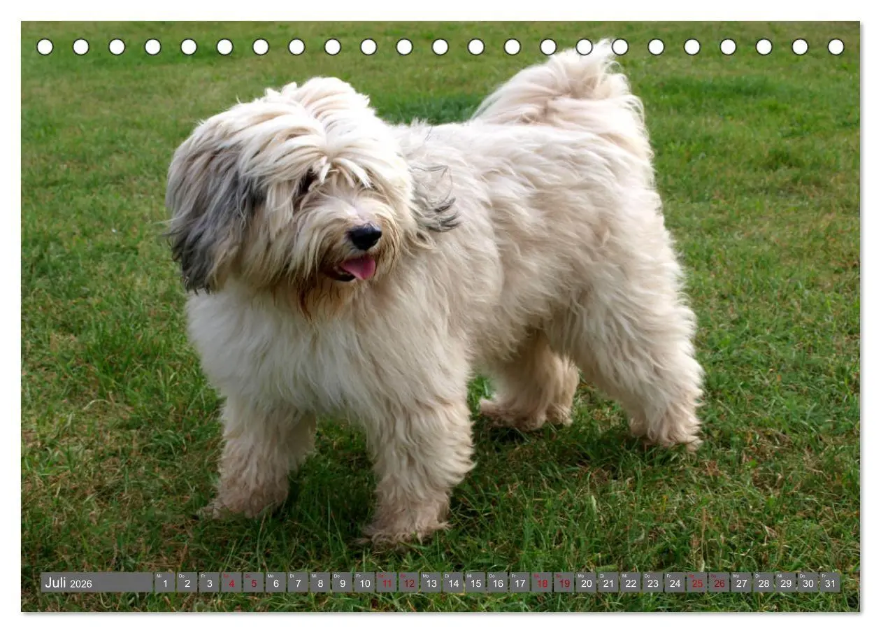 Bild: 9783457702888 | Tibet-Terrier - Eine Hunderasse mit Charakter (Tischkalender 2026...