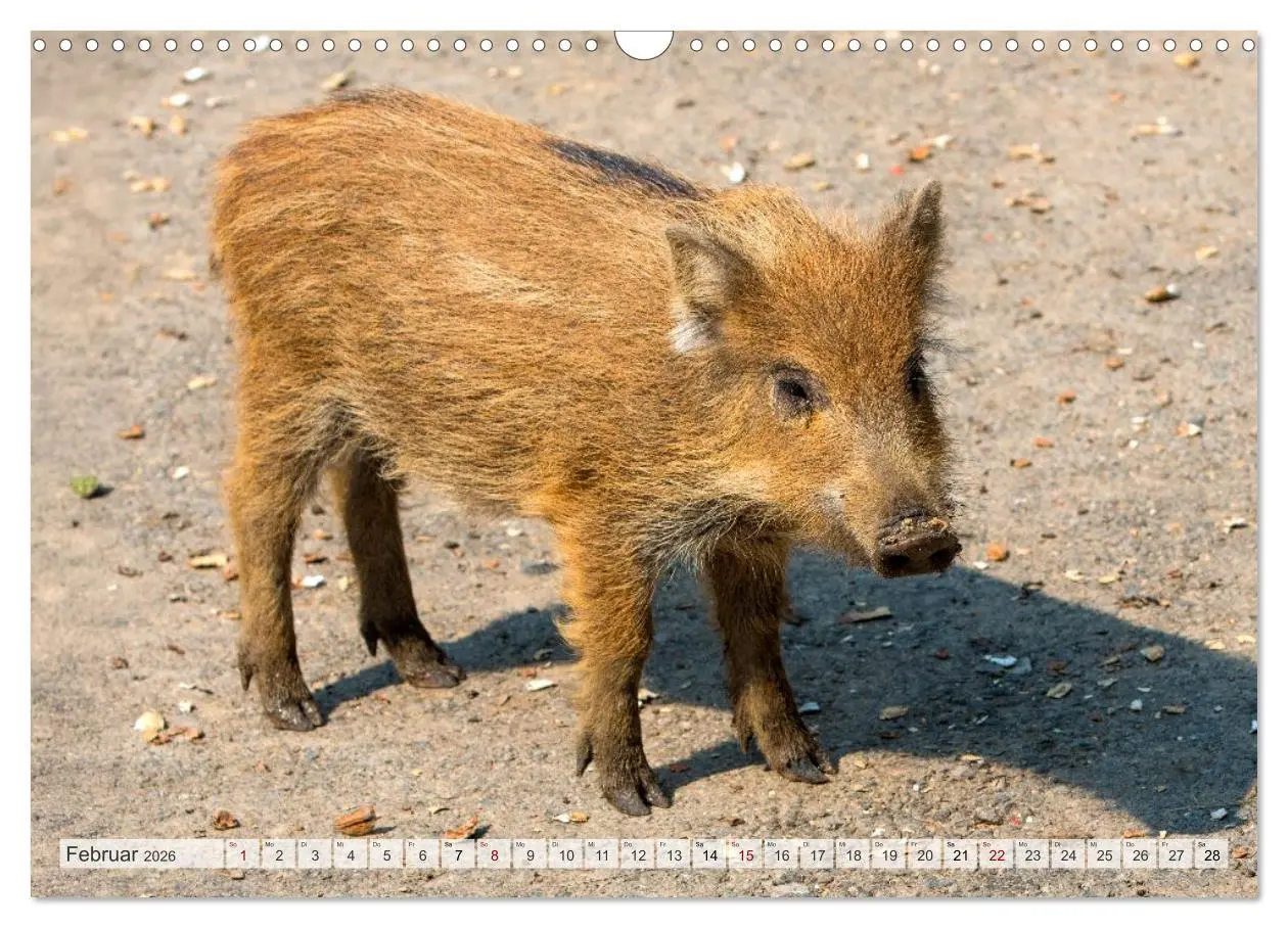 Bild: 9783516603088 | Wildschweine - Im Schatten des Waldes (Wandkalender 2026 DIN A3...