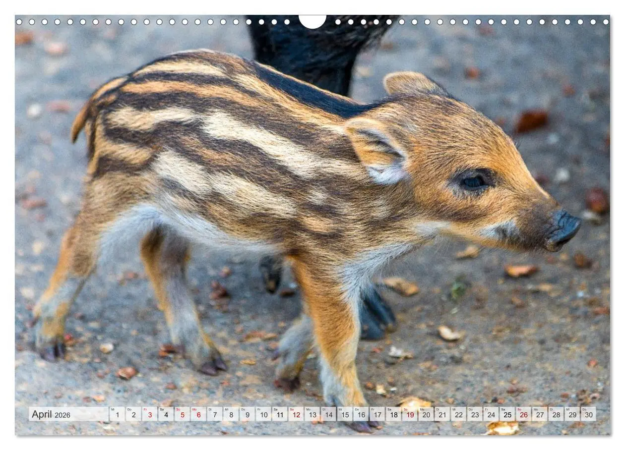 Bild: 9783516603088 | Wildschweine - Im Schatten des Waldes (Wandkalender 2026 DIN A3...