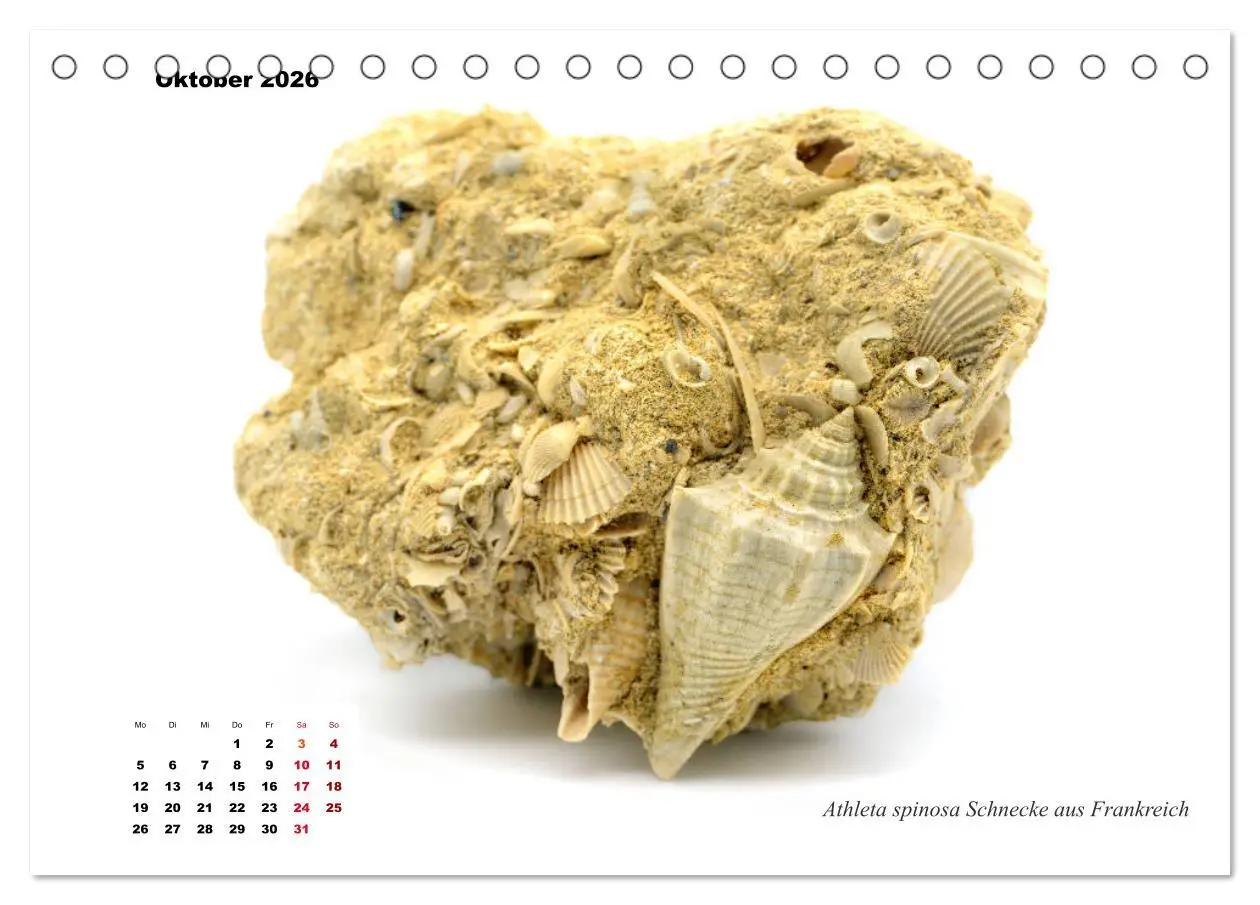 Bild: 9783457813188 | Fossilien - Ammoniten, Trilobiten, Erdgeschichte (Tischkalender...
