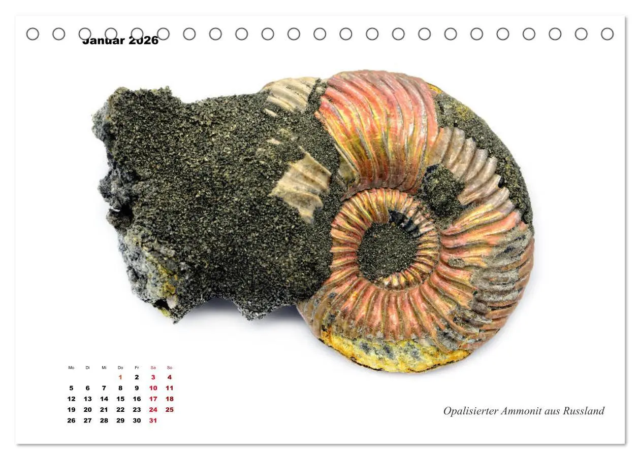 Bild: 9783457813188 | Fossilien - Ammoniten, Trilobiten, Erdgeschichte (Tischkalender...