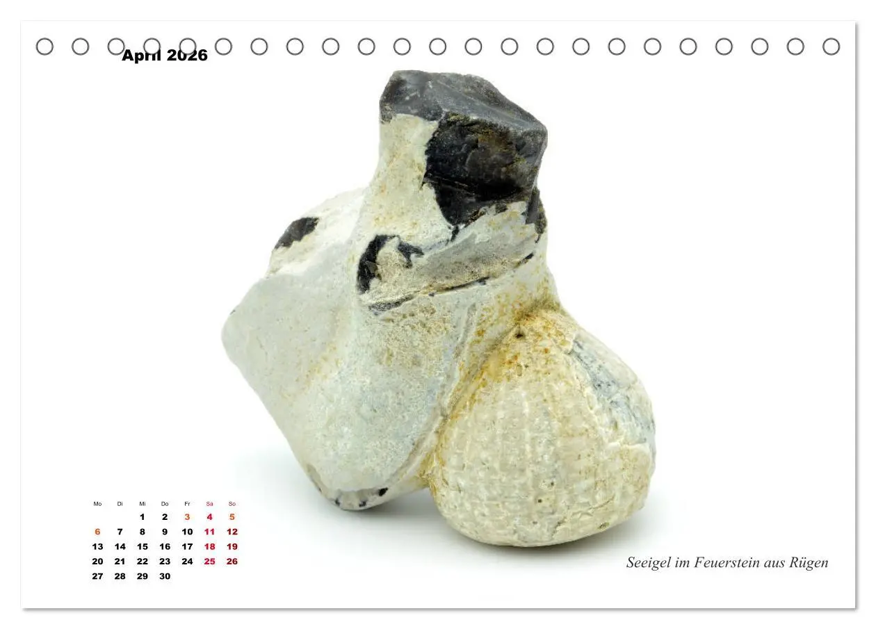 Bild: 9783457813188 | Fossilien - Ammoniten, Trilobiten, Erdgeschichte (Tischkalender...