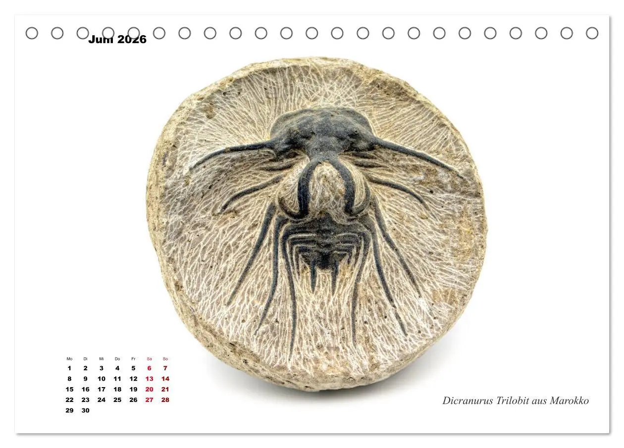 Bild: 9783457813188 | Fossilien - Ammoniten, Trilobiten, Erdgeschichte (Tischkalender...