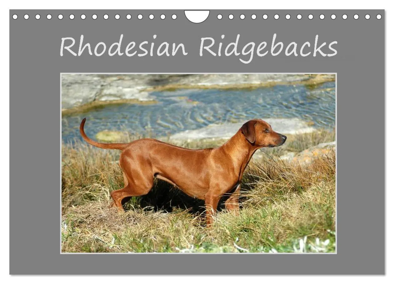 Cover: 9783516073188 | Rhodesian Ridgebacks (Wandkalender 2026 DIN A4 quer), CALVENDO...