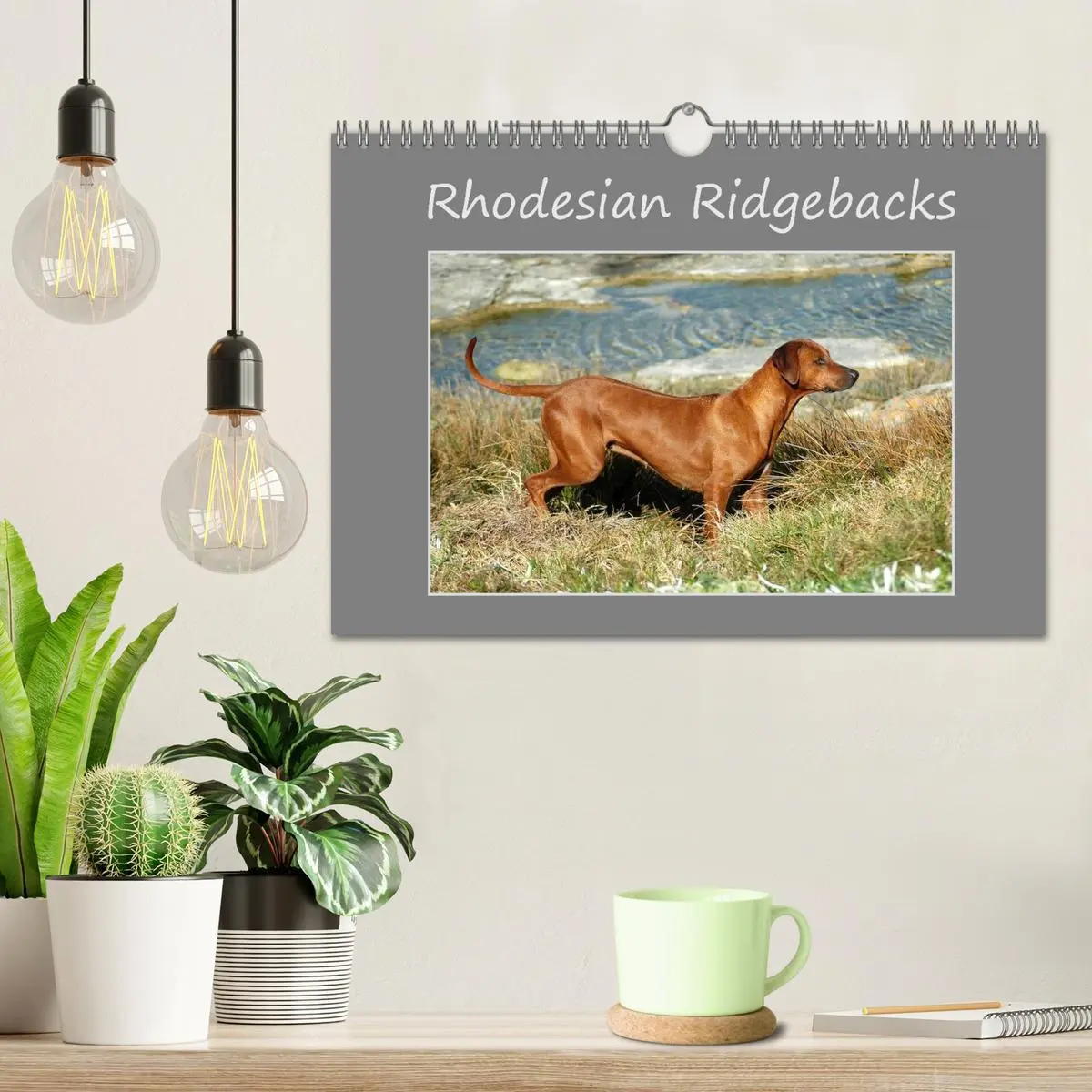 Bild: 9783516073188 | Rhodesian Ridgebacks (Wandkalender 2026 DIN A4 quer), CALVENDO...