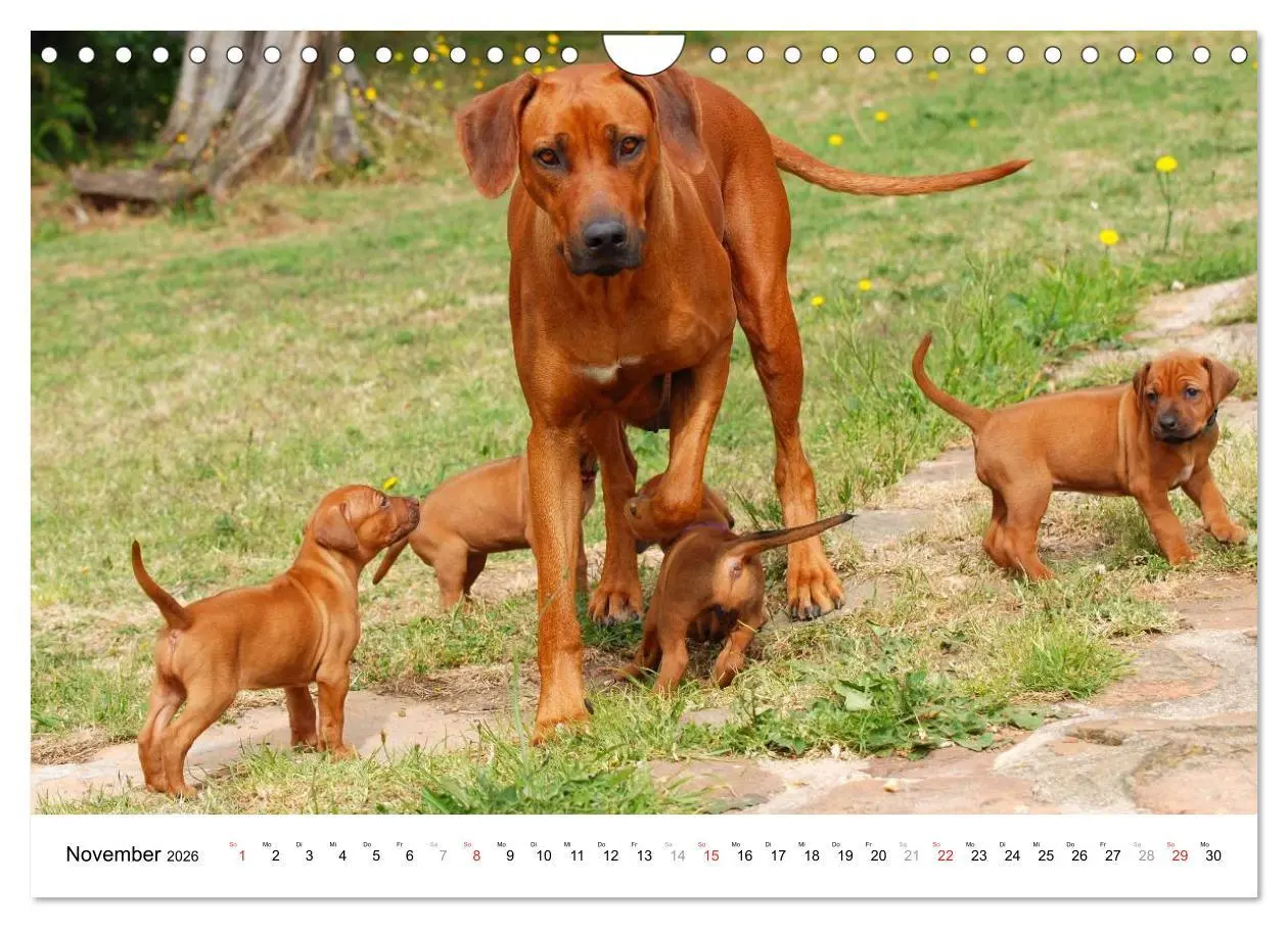 Bild: 9783516073188 | Rhodesian Ridgebacks (Wandkalender 2026 DIN A4 quer), CALVENDO...