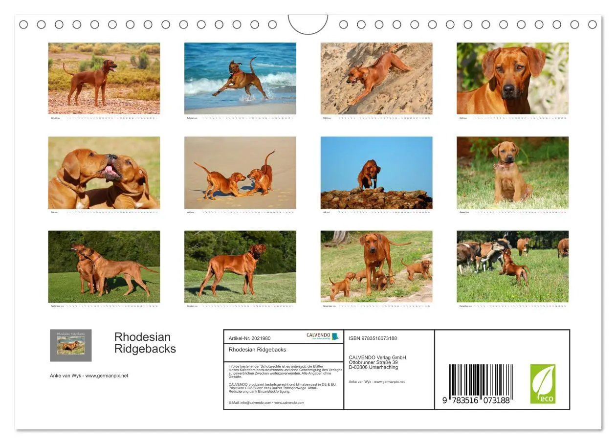 Bild: 9783516073188 | Rhodesian Ridgebacks (Wandkalender 2026 DIN A4 quer), CALVENDO...
